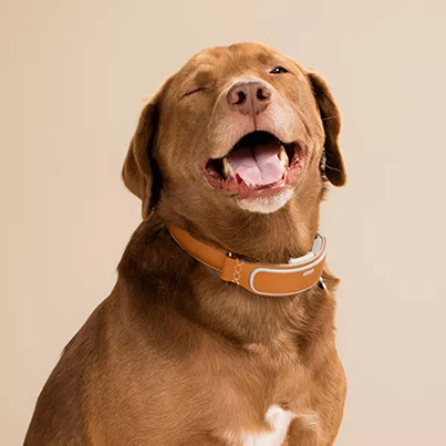 Award-Winning Smart Connected Dog Collar